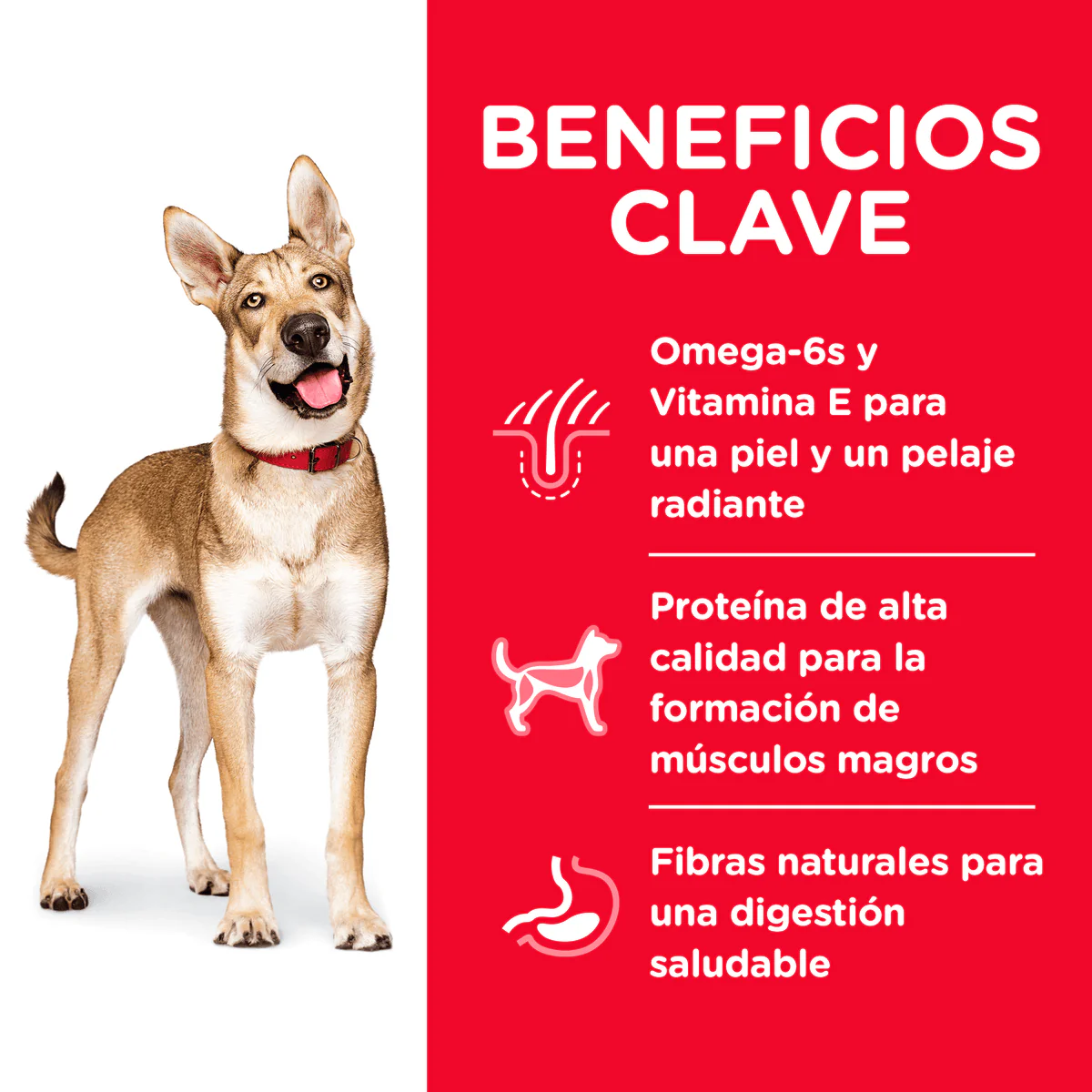 Alimento Seco para perro Hills Canino Adulto Cordero Y Arroz - Image 4