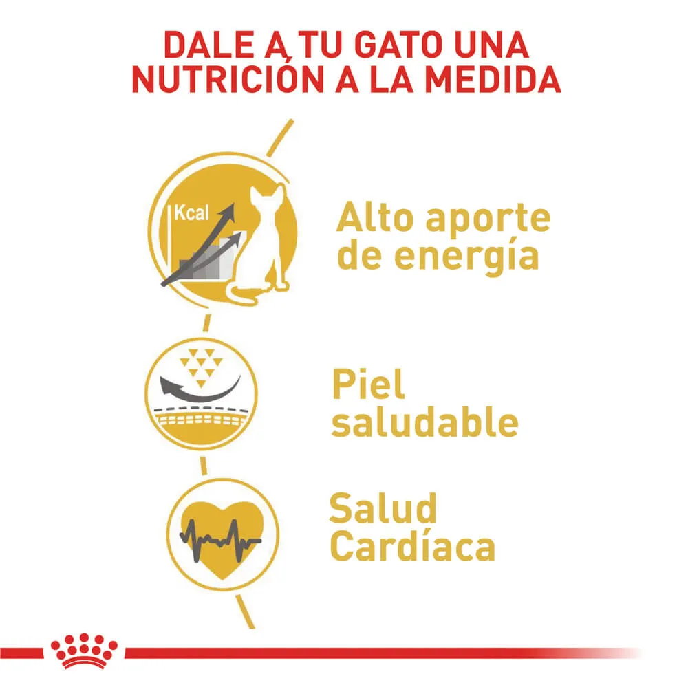 Alimento Para Gato Royal Canin Sphynx Adult - Image 5