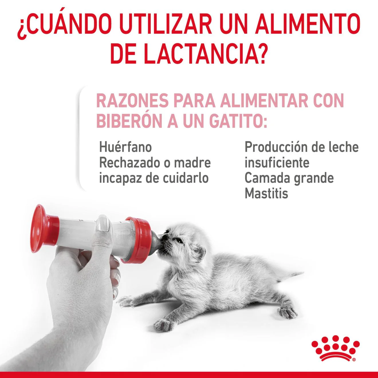 Alimento para Kitten Royal canin Babycat Milk - Image 3