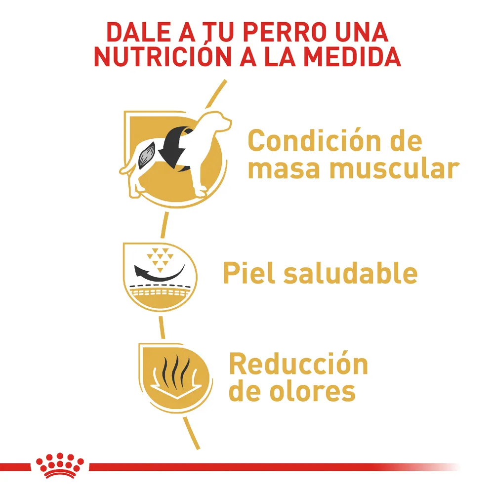 Alimento para perro Royal Canin Bulldog Frances - Image 5