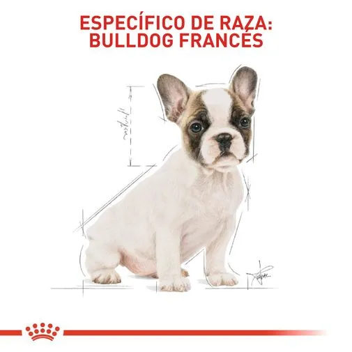 Alimento Para Perro Royal Canin Bulldog Frances Puppy 3 KG Obsequio 1.3 KG - Image 3