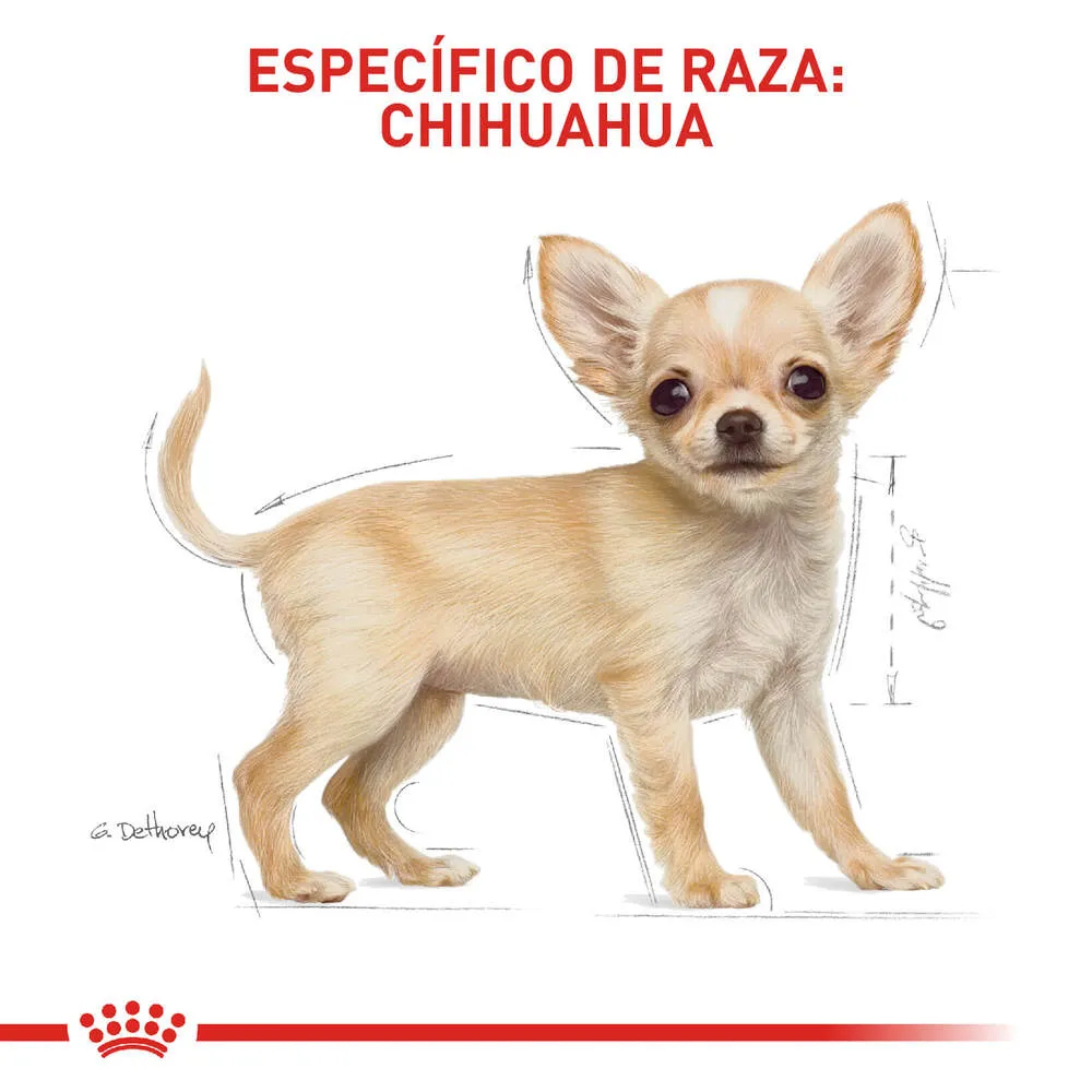 Alimento Para Perro Royal canin Chihuahua Junior - Image 3