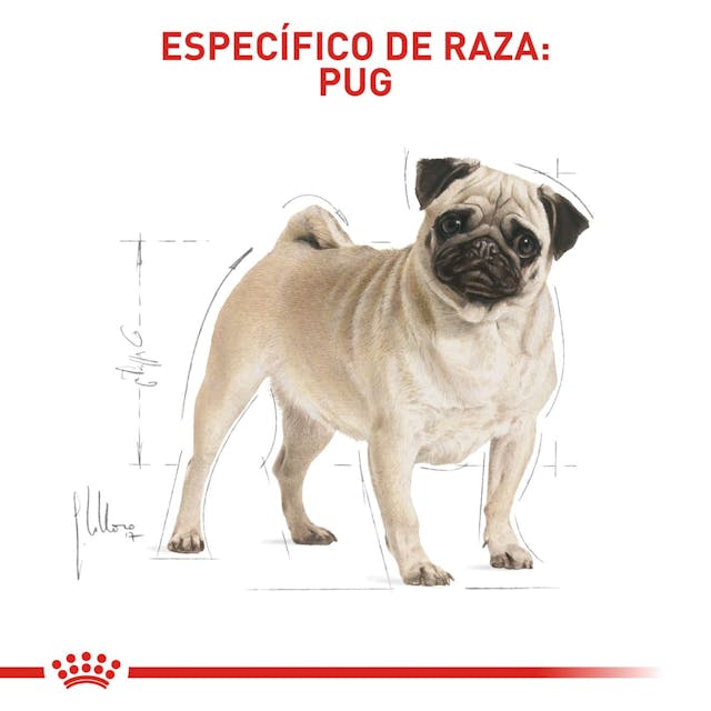 Alimento para perro Royal Canin Pug Adulto - Image 3