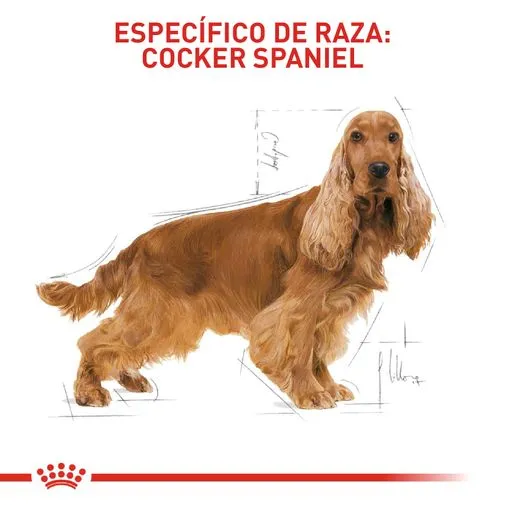 Alimento para perro Royal Canin Cocker - Image 3