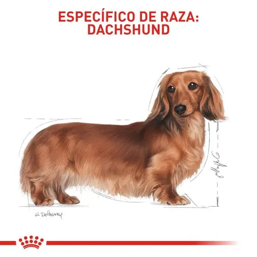 Alimento para perro Royal Canin Dachshund - Image 3
