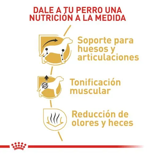 Alimento para perro Royal Canin Dachshund - Image 4