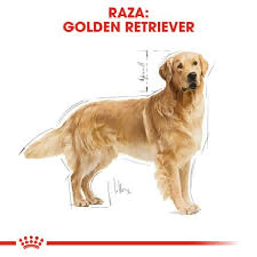 Alimento Seco Royal Canin para perro Golden Retriever - Image 3