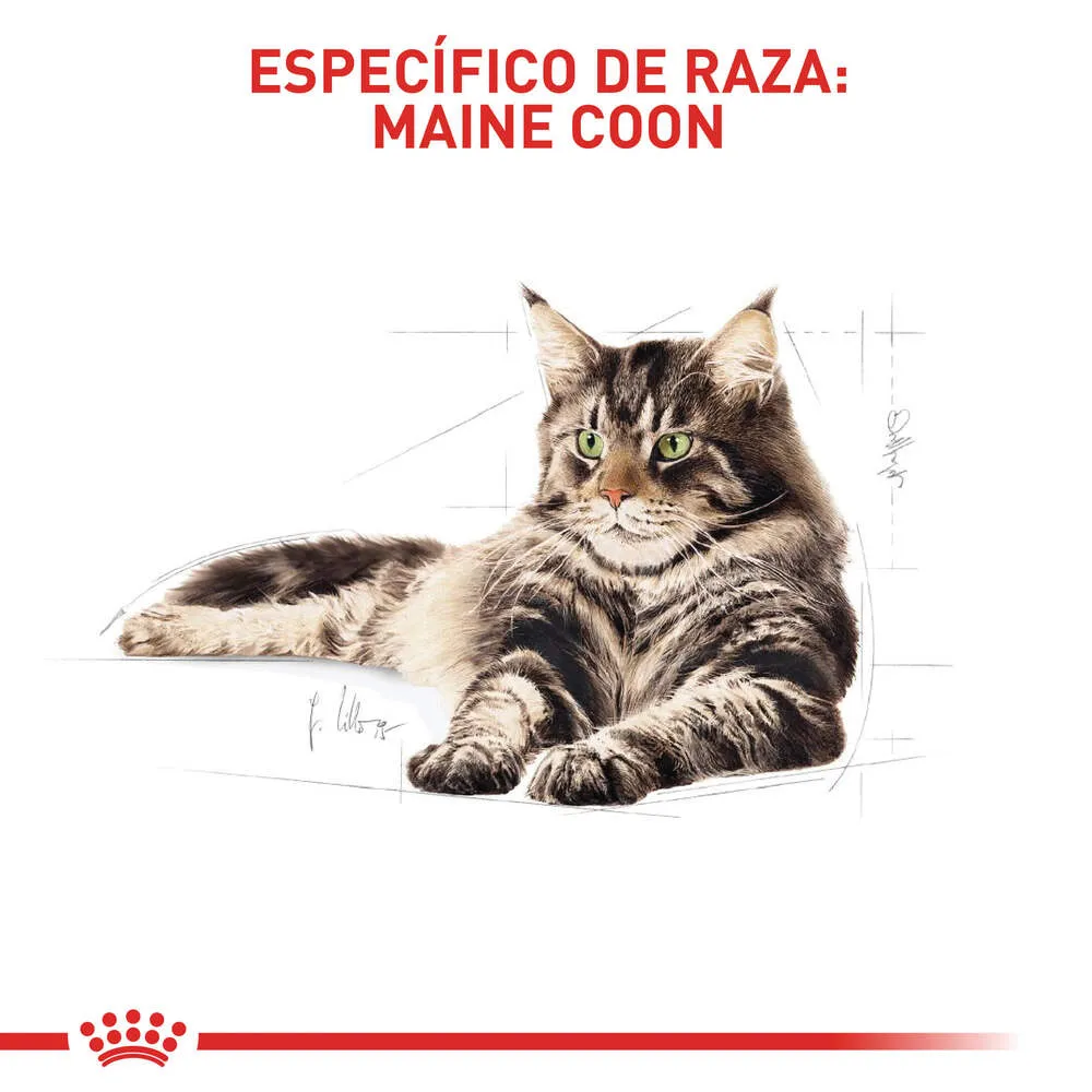 Alimento para gato Royal Canin Maine Coon Adulto - Image 3