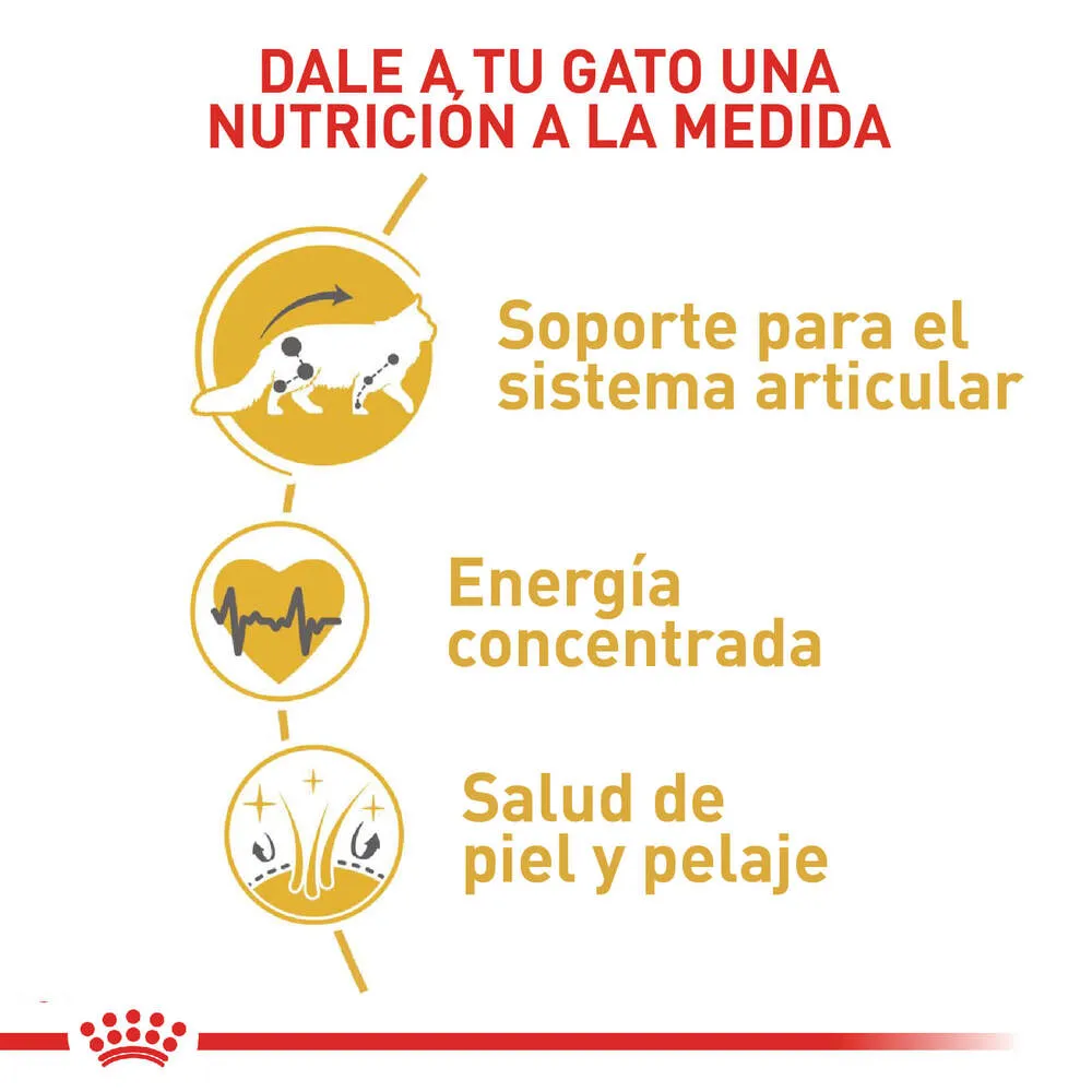 Alimento para gato Royal Canin Maine Coon Adulto - Image 5
