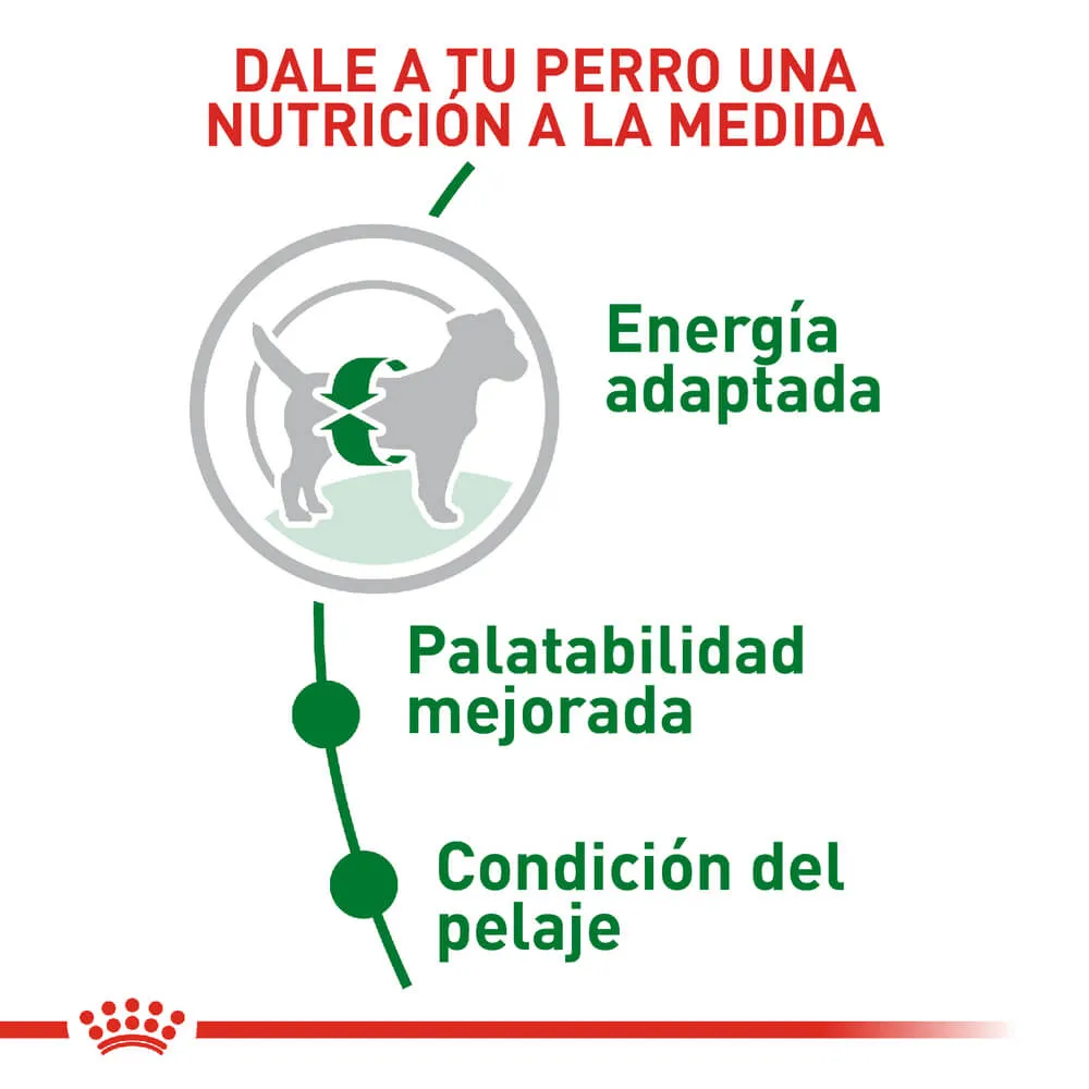 Alimento Seco Royal Canin para Perro Mini Adulto - Image 4