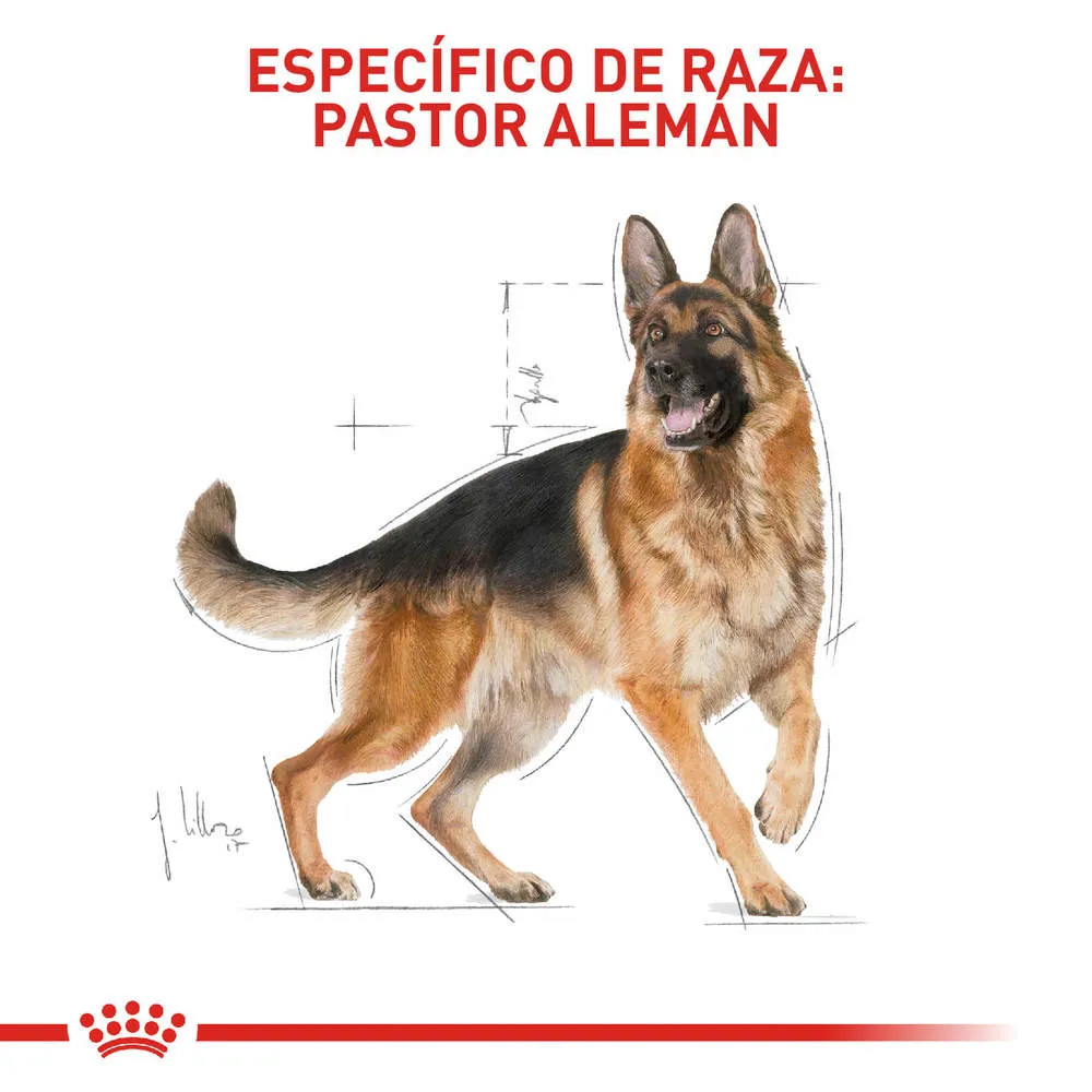 Alimento para perro Royal Canin Pastor Aleman - Image 3
