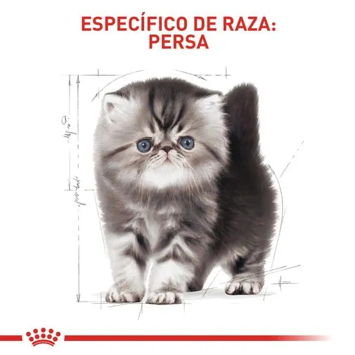 Alimento para gato Royal Canin Persa Cachorro - Image 3