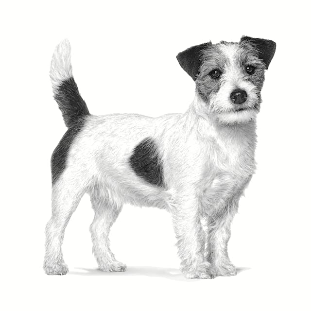 Alimento Royal Canin Proteína Hidrolizada para Perro Pequeño - Image 2