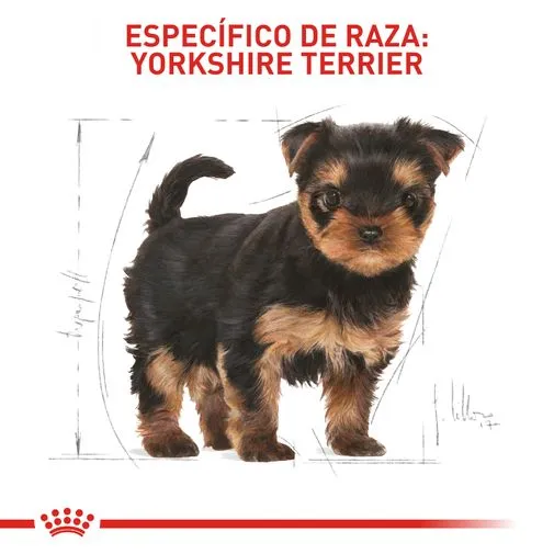 Alimento para perro Royal Canin Yorkshire Junior - Image 3