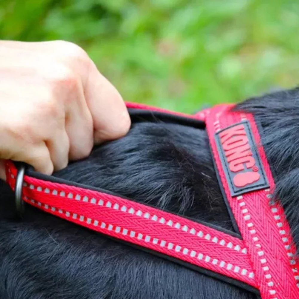 Arnes Kong Norwegian Rojo Para Perro - Image 2