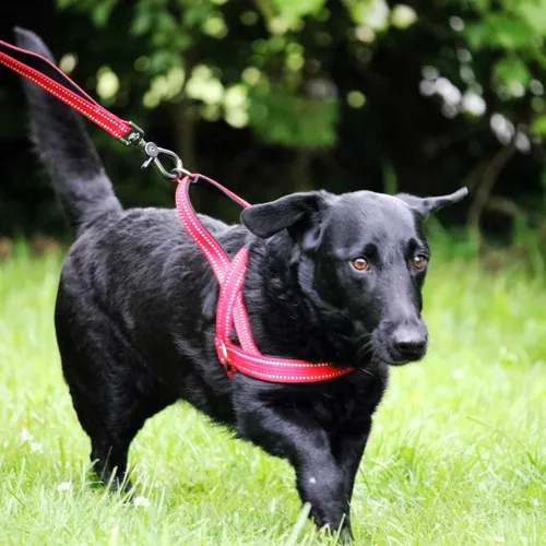 Arnes Kong Norwegian Rojo Para Perro - Image 3