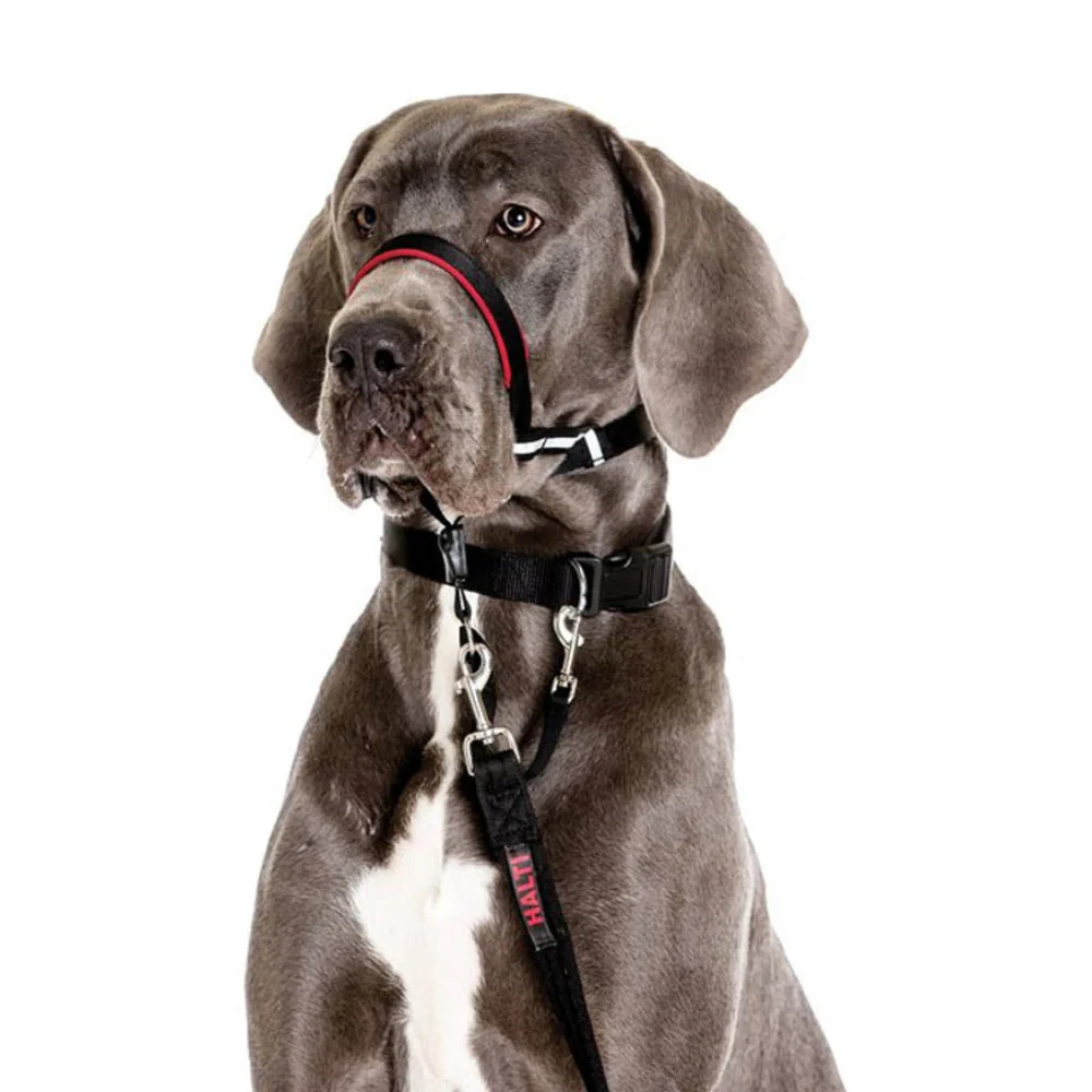 Coa Halti Headcollar T4 para perro - Image 2