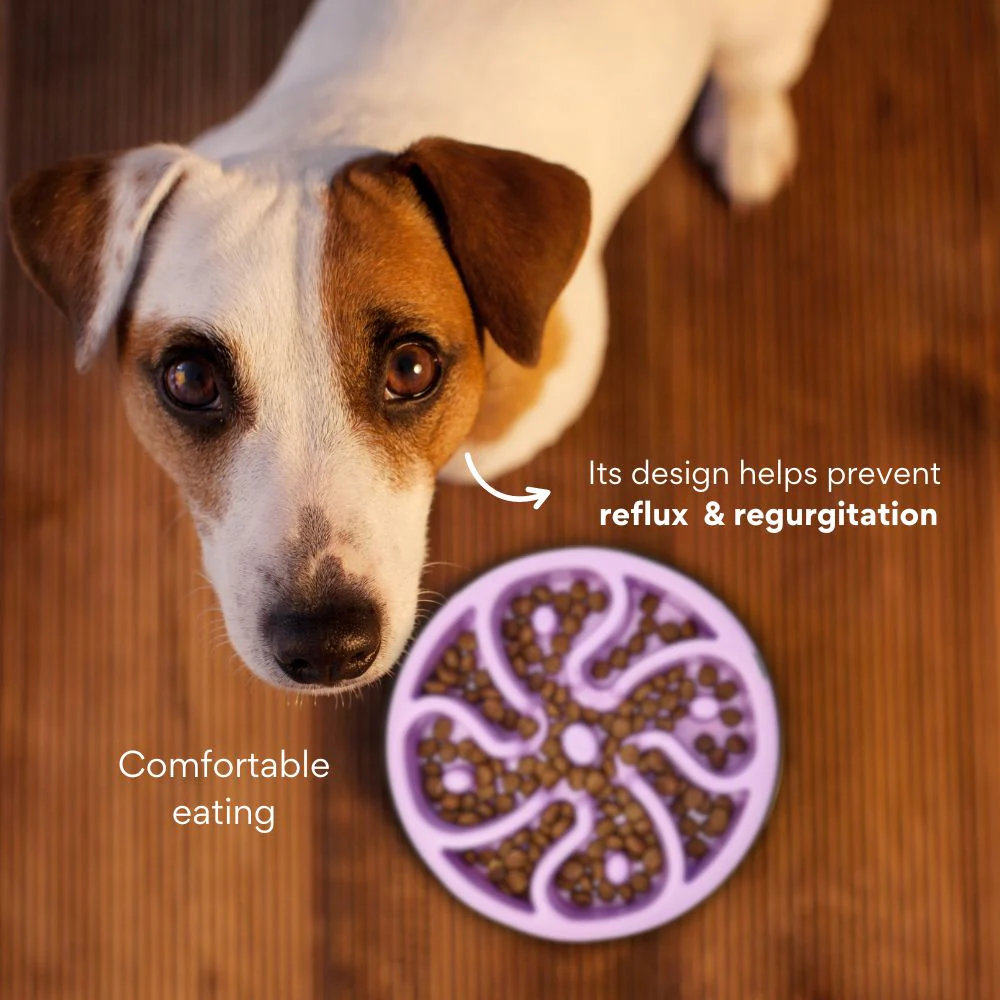 Comedero Circular Flor Antirreflujo Kanu Pet Lila para Perro y Gato - Image 3