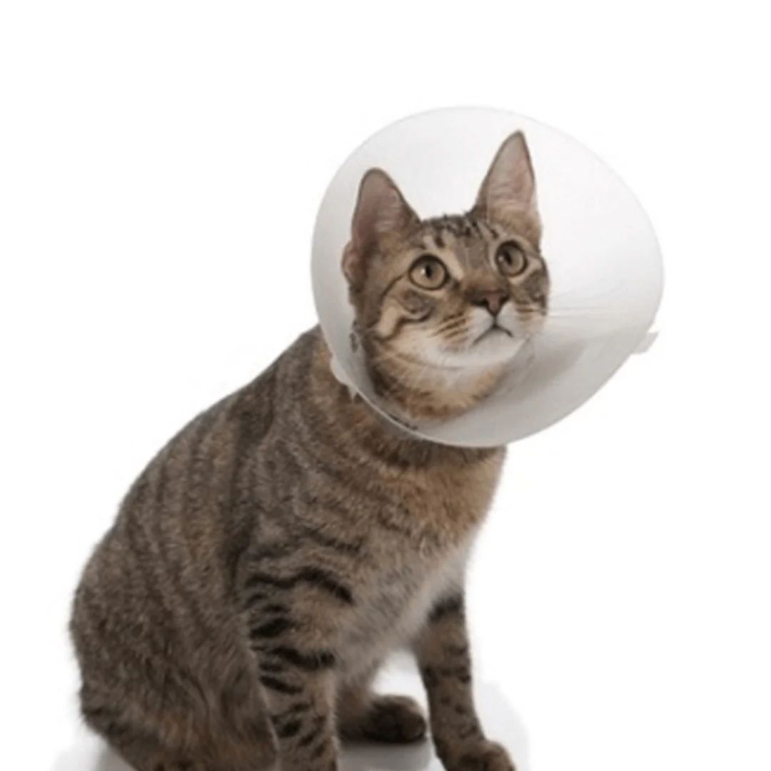 Isabelino Linevet para gatos - Image 2