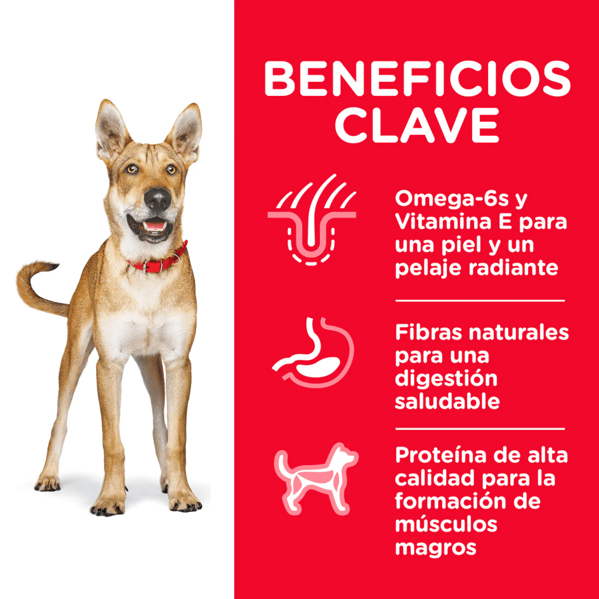 Alimento Seco Hills Adulto Original para Perro - Image 4