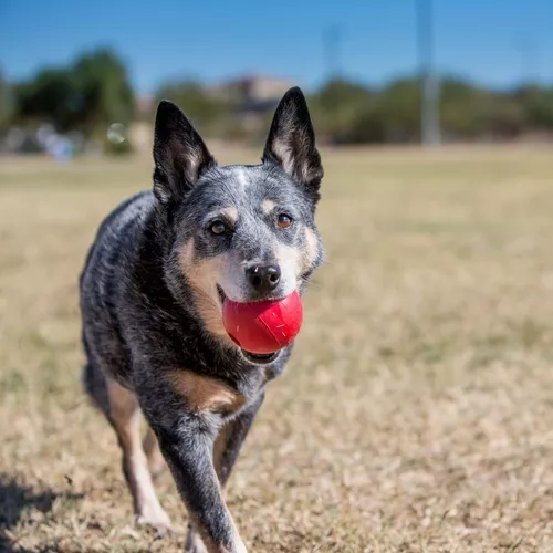 Pelota Caucho Kong classic Roja para Perro - Image 3