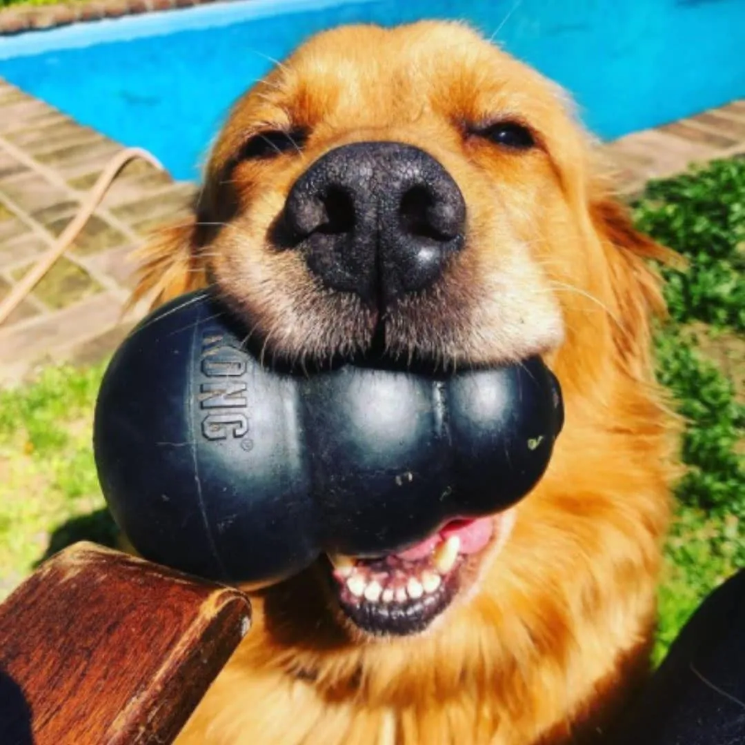 Portapasabocas kong extreme para perro - Image 3