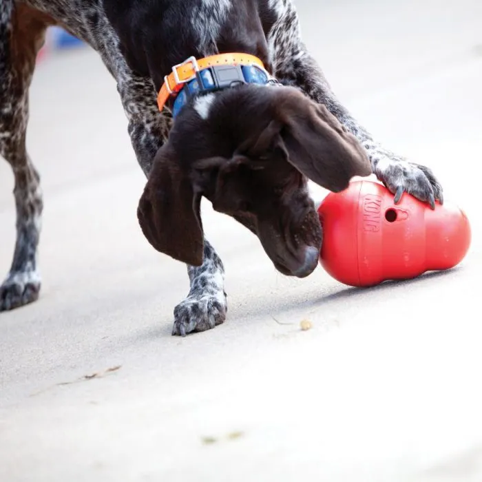 Portapasabocas kong wobbler para perro XS - Image 4