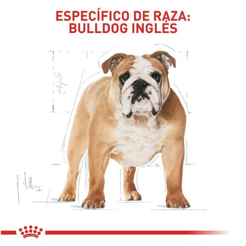 Alimento para perro Royal Canin Bulldog - Image 3